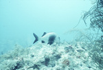 Fish Swims in Horseshoe Patch, Carysfort Reef, Florida Keys