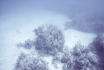 Horseshoe Patch in Carysfort Reef Near Florida Keys, F