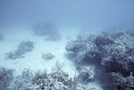 Horseshoe Patch in Carysfort Reef Near Florida Keys, G