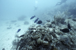 Longfin Damselfish in Horseshoe Patch, Carysfort Reef, Florida Keys