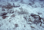 Horseshoe Patch in Carysfort Reef Near Florida Keys, H