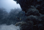 Gray Angelfish in Horseshoe Patch, Carysfort Reef, Florida Keys