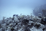 Group of Fish in Horseshoe Patch, Carysfort Reef, Florida Keys