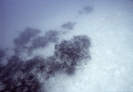 Deep Carysfort Reef Near Florida Keys, A