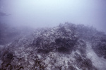 Deep Carysfort Reef Near Florida Keys, C