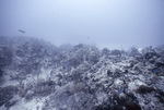 Deep Carysfort Reef Near Florida Keys, D