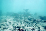 Cloudy Waters, Fishes in Carysfort Reef, Florida Keys, A