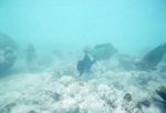 Cloudy Waters, Fishes in Carysfort Reef, Florida Keys, B