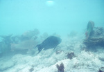 Cloudy Waters, Fishes in Carysfort Reef, Florida Keys, C