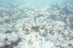 Cloudy Waters and Bleached Sea Life in Carysfort Reef, Florida Keys