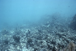 Cloudy Waters, Fishes in Carysfort Reef, Florida Keys, D