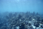 Elkhorn Coral in Carysfort Reef, Florida Keys, A