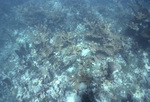 Elkhorn Coral in Carysfort Reef, Florida Keys, B