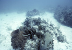 Collection of Coral in Conch Reef, Florida Keys, A