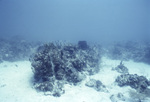 Collection of Coral in Conch Reef, Florida Keys, B