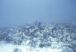 Collection of Coral in Conch Reef, Florida Keys, C