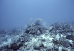 Collection of Coral in Conch Reef, Florida Keys, D