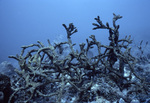 Decaying Coral in Conch Reef, Florida Keys