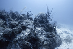 Collection of Coral in Conch Reef, Florida Keys, E