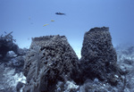 Hard and Soft Corals with Fish in Background in Conch Reef, Florida Keys