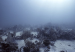 Different Corals within Tennessee Reef, Florida Keys, A