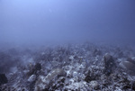 Different Corals within Tennessee Reef, Florida Keys, B