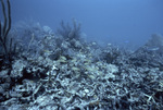 Decaying Coral and Bluestriped Grunt Fish in Tennessee Reef, Florida Keys