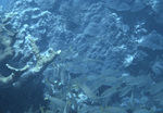 French Grunt Fish in French Reef, Key Largo, Florida