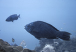 Blue Parrotfish in French Reef, Key Largo, Florida