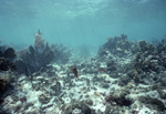 Different Corals in Loop Key, Florida Keys