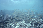 Bluestriped Grunt in Loop Key, Florida Keys