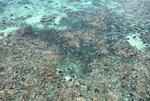 Dead Coral from Carysfort Reef Landslide in Florida Keys, A