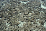 Dead Coral from Carysfort Reef Landslide in Florida Keys, B