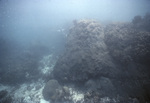 Dying Boulder Star Coral in Loop Key, Florida Keys