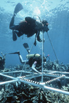 Keys Photo Stations, Dry Tortugas Reef by James W. Porter