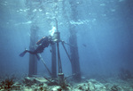 Diver Adjusting Sensor CAN, Sand Key, Dry Tortugas by John C. Ogden