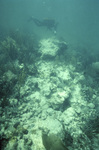 Diver at Bache Shoal Patch Reef Following Hurricane Andrew, September 30, 1992, A by John C. Ogden