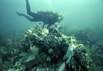 Diver at Bache Shoal Patch Reef Following Hurricane Andrew, September 30, 1992, B by John C. Ogden