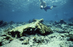 Diver at Elkhorn Reef, Florida Keys, August 18, 1992 by John C. Ogden