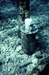 Sensor Can, Molasses Reef Sanctuary Preservation Area, B by John C. Ogden