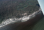 Damaged Trees Following Hurricane Andrew, August 24, 1992, A by James W. Porter