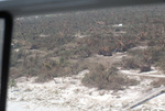 Damaged Trees Following Hurricane Andrew, August 24, 1992, B by James W. Porter