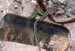 Bottle on Beach Following Hurricane Andrew, August 24, 1992 by James W. Porter