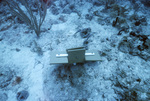 Autonomous Reef Monitoring Structure, Maitland Deep Site, July 10, 2002, A by John C. Ogden