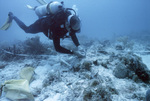 Diver Adjusts Measurement Equipment, Maitland Deep Site, July 10, 2002