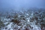 Coral Reef, Maitland Deep Site, July 10, 2002, A