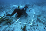 Diver Adjusts Quadrat, Maitland Deep Site, July 10, 2002