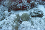 Stony Coral, Maitland Deep Site, July 10, 2002