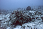 Coral Reef, Maitland Deep Site, July 10, 2002, B