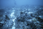 Diver at Coral Reef, Florida Middle Grounds, August 9, 2000, A